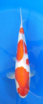 Kohaku - 37cm Züchter Hoshikin, geb 2025