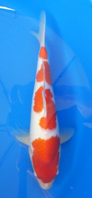 Kohaku - 34cm Züchter Hoshikin, geb 2025
