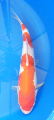 Kohaku - 38cm Züchter Hoshikin, geb 2025