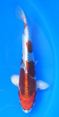 Kujaku - 30cm Züchter Yagoro geb 2025