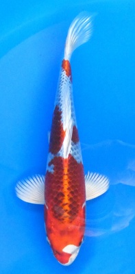 Kujaku - 30cm Züchter Yagoro geb 2025