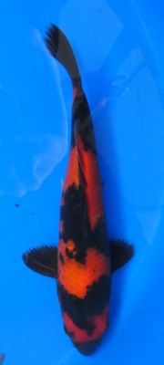 Hi Utsuri - 30cm Züchter Yagoro geb 2025