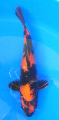 Hi Utsuri - 30cm Züchter Yagoro geb 2025