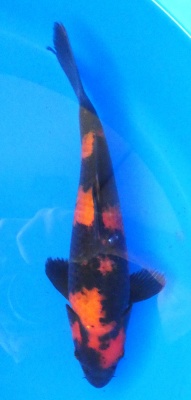 Hi Utsuri - 30cm Züchter Yagoro geb 2025