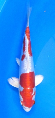 Kikusui - 22cm Züchter Yagenji, geb 2025