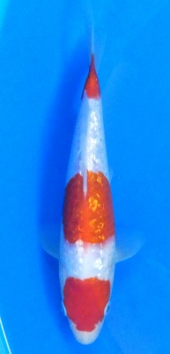 Ginrin Kohaku - 23cm Züchter Yagenji, geb 2025