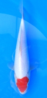 Tancho Kohaku - 24cm Züchter Yagenji, geb 2025