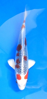 Kujaku - 26cm Züchter Yagenji, geb 2025