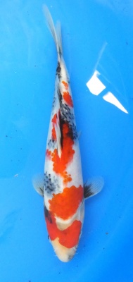 Showa - 26cm Züchter Yagenji, geb 2025