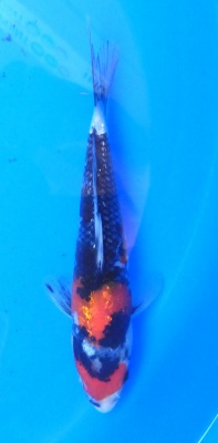 Ginrin Showa - 22cm Züchter Yagenji, geb 2025
