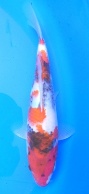 Showa - 24cm Züchter Yagenji, geb 2025