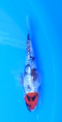 Ginrin Showa - 15cm Züchter Yagenji, geb 2025