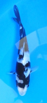 Shiro Utsuri - 17cm Züchter Yagenji, geb 2025