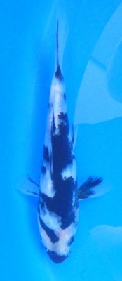 Shiro Utsuri - 19cm Züchter Yagenji, geb 2025