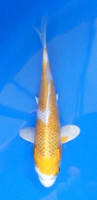 Hariwake - 18cm Züchter Tanaka Satoshi, geb 2025