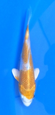 Hariwake - 15cm Züchter Tanaka Satoshi, geb 2025