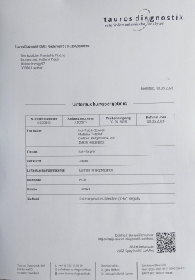 Hariwake - 15cm Züchter Tanaka Satoshi, geb 2025