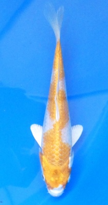 Hariwake - 18cm Züchter Tanaka Satoshi, geb 2025