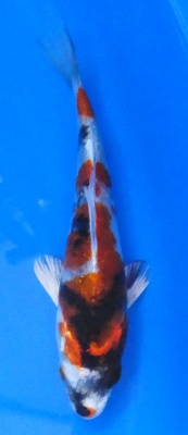 Kin Showa - 17cm Züchter Tanaka Satoshi, geb 2025