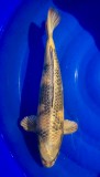 Kinki Utsuri - 45cm