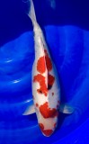 Kindai Showa - 47cm