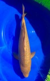 Karashi Chagoi - 50cm
