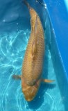 Chagoi - 50cm
