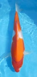 Kohaku - 36cm