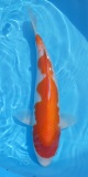 Kohaku - 36cm