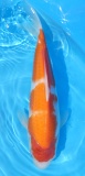 Kohaku - 39cm