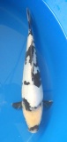 Doitsu Shiro Utsuri - 34cm Zchter Miyatora, geb 2024