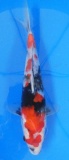 Showa - 26cm Zchter Sekiguchi, geb 2024