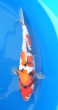 GR Doitsu Showa - 34cm Zchter Miyatora, geb 2024