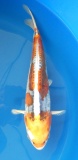 Kikokuryu - 35cm Zchter Miyatora, geb 2024