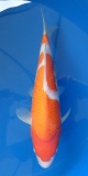 Kohaku - 33cm Zchter Miyatora, geb 2024