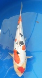 Doitsu Sanke - 34cm Zchter Miyatora, geb 2024