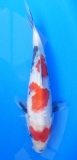 Showa - 24cm Zchter Sekiguchi, geb 2024