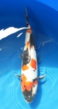 Doitsu Showa - 36cm Zchter Miyatora, geb 2024