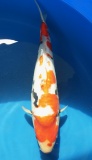 Doitsu Showa - 36cm Zchter Miyatora, geb 2024