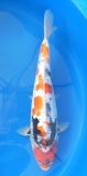 Doitsu Showa - 36cm Zchter Miyatora, geb 2024