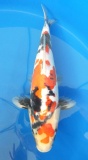 Doitsu Showa - 34cm Zchter Miyatora, geb 2024