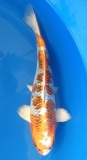 Kujaku - 34cm Zchter Miyatora, geb 2024