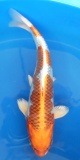 Kujaku - 33cm Zchter Miyatora, geb 2024