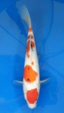 Sanke - 33cm Zchter Marukyu, geb 2024