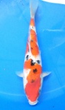 Sanke - 30cm Zchter Marukyu, geb 2024