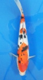 Sanke - 32cm Zchter Marukyu, geb 2024
