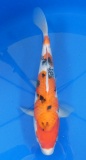 Sanke - 32cm Zchter Marukyu, geb 2024