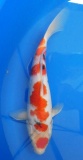 Sanke - 29cm Zchter Marukyu, geb 2024