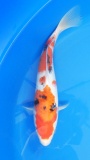 Sanke - 32cm Zchter Marukyu, geb 2024