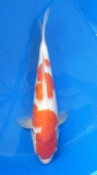Kohaku - 37cm Zchter Marukyu, geb 2024